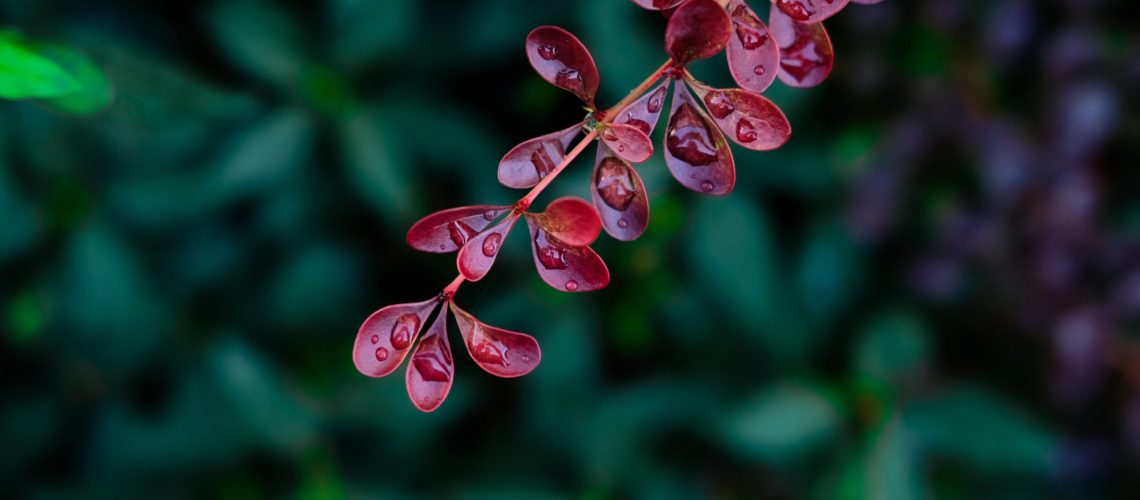 A selective focus shot of dew-covered colorful leaves