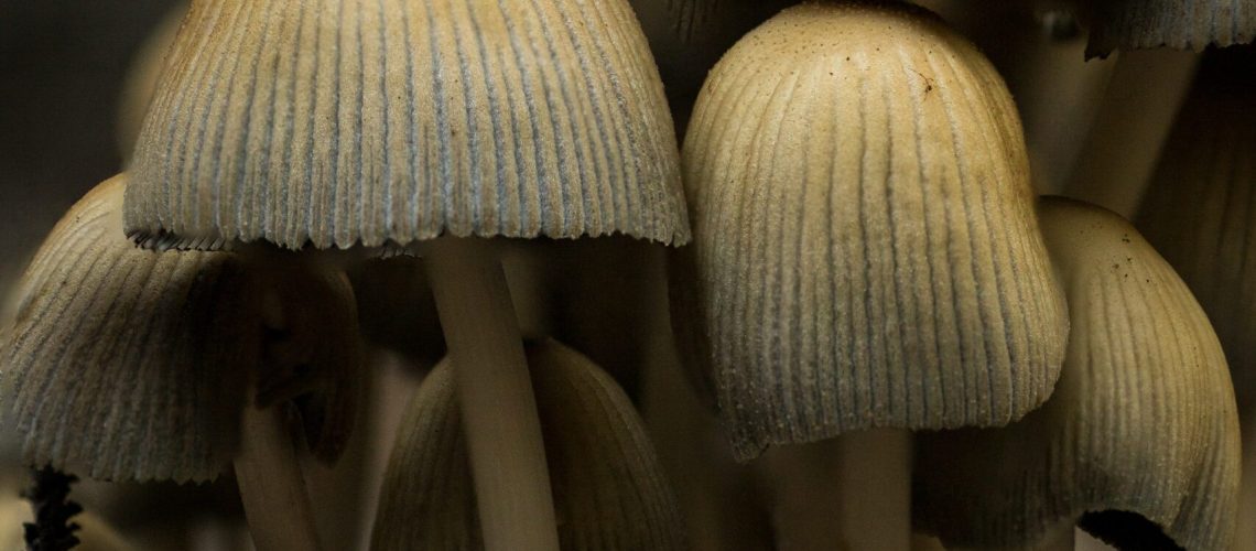 mason-unrau-LpAsInS9ctU-unsplash(1)